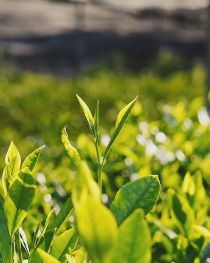 EGCG and Antioxidants in Matcha: Why It's 137x More Powerful Than Green Tea