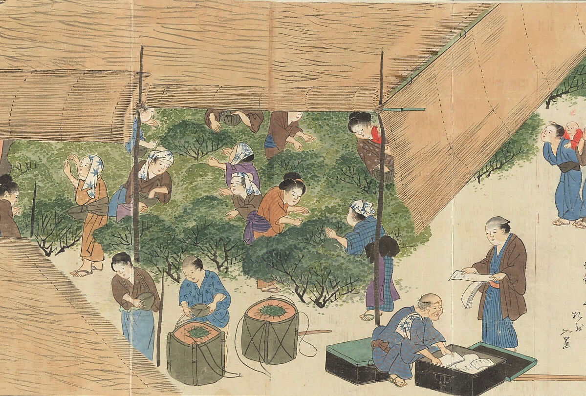 The Art of Shading: The History & Science Behind How Matcha Develops its Flavour