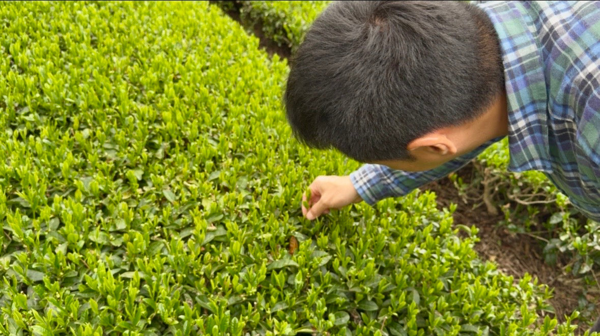 Same Cultivar, Different Taste: Why?